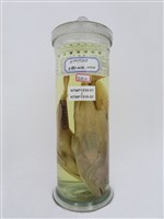 藏品(三斑石斑魚)的圖片